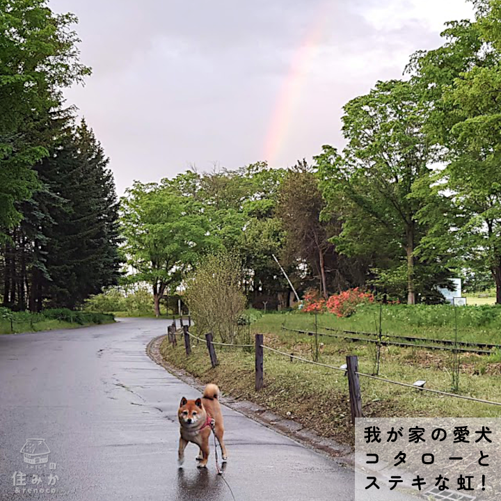 現場で見た風景　我が家の愛犬コタローとステキな虹！